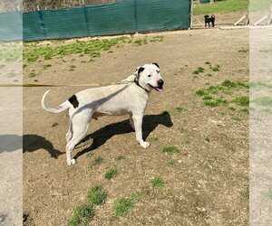Blue (jh) - Male Mutt Dog for Adoption - Photo #6