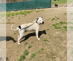 Small Photo #7 Mutt Puppy For Sale in White Bluff, TN, USA