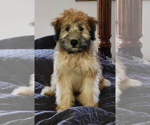 Soft Coated Wheaten Terrier Puppy for Sale in NEWARK, Ohio USA