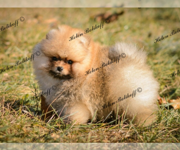Medium Photo #1 Pomeranian Puppy For Sale in Chisinau, Chisinau Municipality, Moldova