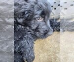 Small #11 Goldendoodle