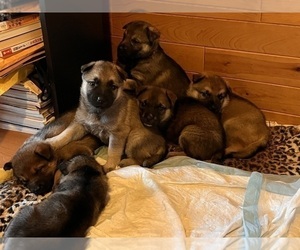 German Shepherd Dog Litter for sale in BURLINGTON, WA, USA