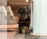 Small #2 Airedale Terrier