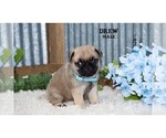 Small #18 Pug