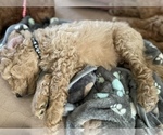 Small Photo #2 Goldendoodle (Miniature) Puppy For Sale in RUSSELLVILLE, MO, USA