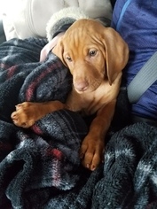 Vizsla Puppy for sale in SCHUYLKILL HAVEN, PA, USA
