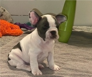 French Bulldog Puppy for sale in OAKDALE, CA, USA
