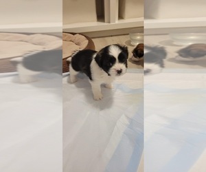 Mal-Shi Puppy for sale in KUNA, ID, USA