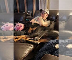 Klaus Foster Needed! - Male Doberman Pinscher Dog for Adoption - Photo #7