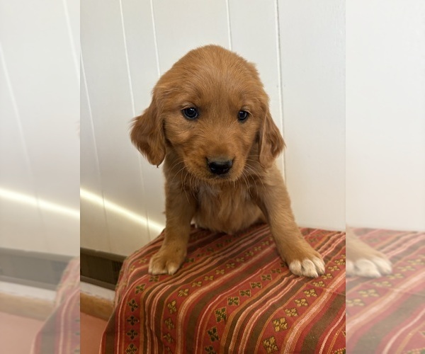 Medium Photo #1 Golden Retriever Puppy For Sale in MEAD, OK, USA