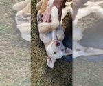 Small #2 Labrador Retriever