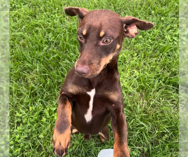 Medium Photo #3 Miniature Pinscher-Unknown Mix Puppy For Sale in Cranston, RI, USA