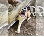 Small Great Pyrenees Mix