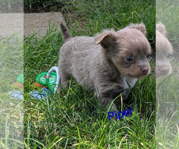 Medium Photo #2 Chihuahua Puppy For Sale in LEBANON, PA, USA
