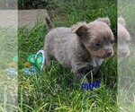 Small #1 Chihuahua
