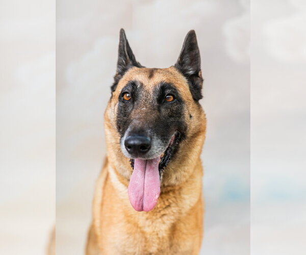 Medium Photo #1 Mutt Puppy For Sale in Pasadena, CA, USA
