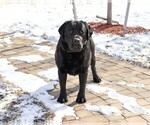 Small Photo #1 Labrador Retriever Puppy For Sale in SYRACUSE, IN, USA