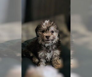 Shih Tzu-Unknown Mix Dogs for adoption in Pacifica, CA, USA