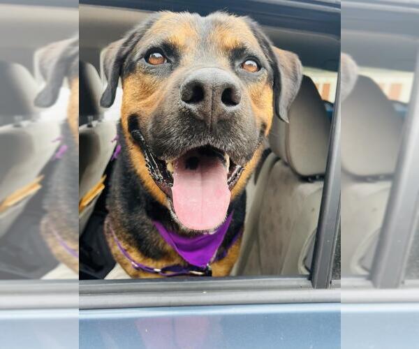 Medium Photo #6 Rottweiler-Unknown Mix Puppy For Sale in Santa Barbara, CA, USA