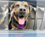 Small #5 Rottweiler Mix