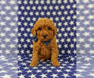 Poodle (Miniature) Puppy for sale in NEW PROVIDENCE, PA, USA