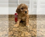 Small Photo #1 Maltipoo Puppy For Sale in DIAMOND, CA, USA