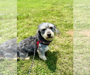 Shih Tzu Dogs for adoption in Pacolet, SC, USA