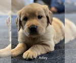 Puppy Adley Golden Retriever