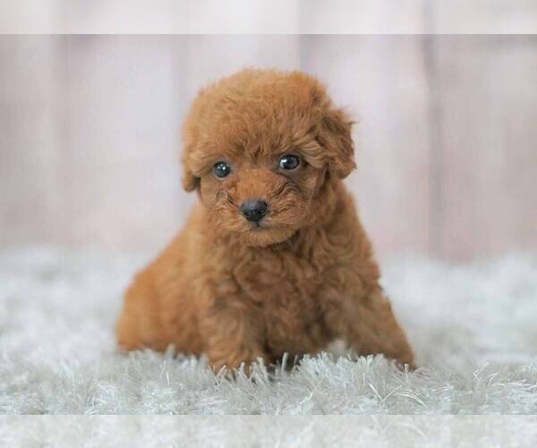 Medium Photo #5 Poodle (Miniature) Puppy For Sale in FULLERTON, CA, USA