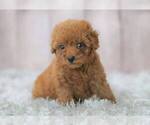 Small Photo #5 Poodle (Miniature) Puppy For Sale in FULLERTON, CA, USA