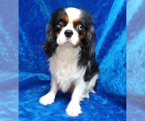 Father of the Cavalier King Charles Spaniel puppies born on 04/26/2021