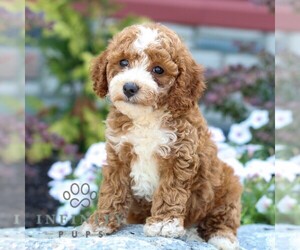 Poodle (Miniature) Puppy for sale in LITITZ, PA, USA