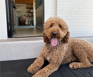 Mother of the Goldendoodle puppies born on 10/07/2025