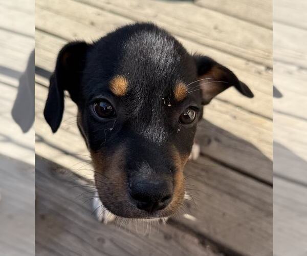 Medium Photo #2 Bloodhound-Rottweiler Mix Puppy For Sale in MIDWAY, UT, USA