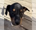 Small #1 Bloodhound-Rottweiler Mix