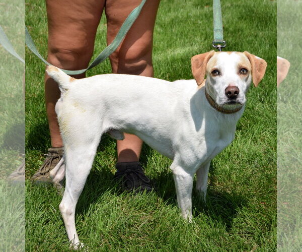 Medium Photo #3 American Foxhound-Beagle Mix Puppy For Sale in Huntley, IL, USA