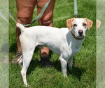 Small #2 American Foxhound-Beagle Mix