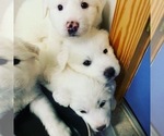 Small Photo #11 Great Pyrenees Puppy For Sale in MYAKKA CITY, FL, USA