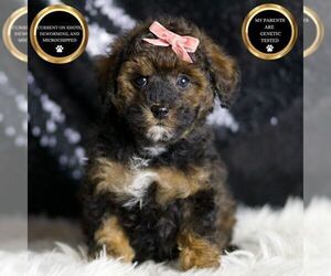 Poodle (Toy) Puppy for sale in WARSAW, IN, USA