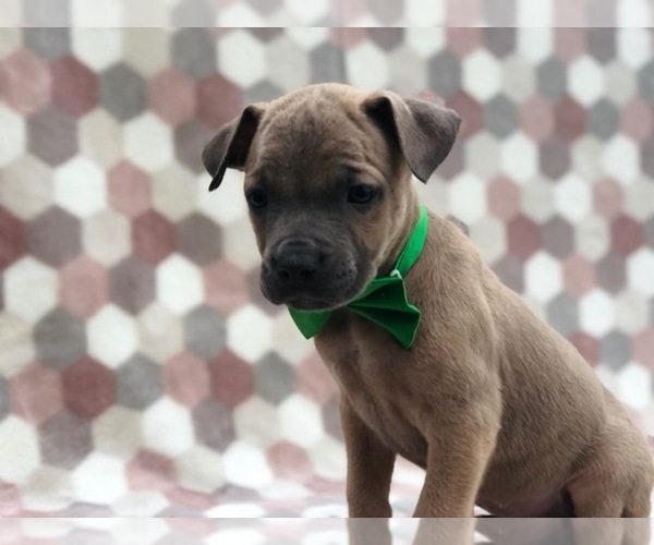 Medium Photo #3 Cane Corso Puppy For Sale in CLAY, PA, USA