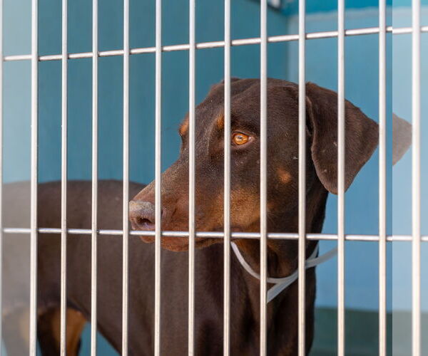Medium Photo #2 Doberman Pinscher Puppy For Sale in Pasadena, CA, USA