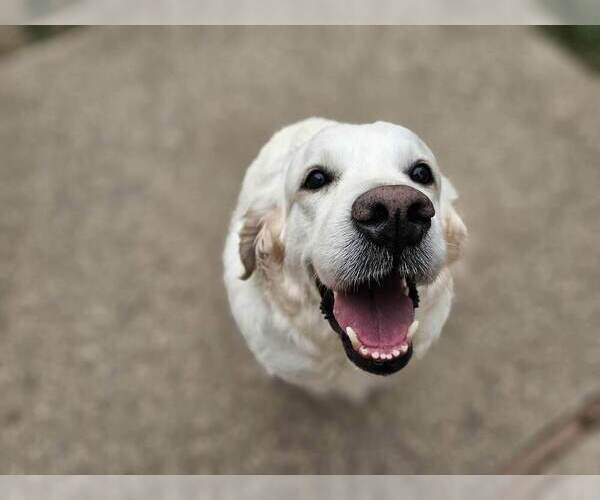 Medium Photo #10 Golden Retriever Puppy For Sale in CITRUS HEIGHTS, CA, USA