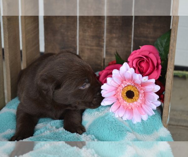 Medium Photo #16 Labrador Retriever Puppy For Sale in GREENWOOD, WI, USA