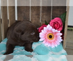 Small Photo #16 Labrador Retriever Puppy For Sale in GREENWOOD, WI, USA