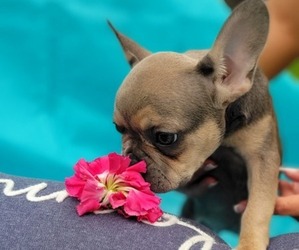 French Bulldog Puppy for sale in WEST PALM BEACH, FL, USA