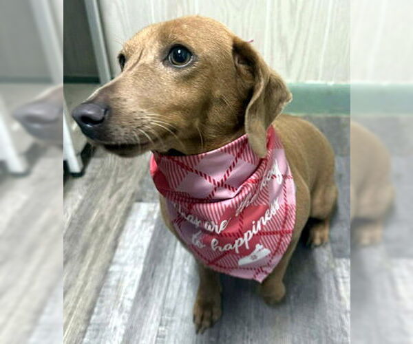 Medium Photo #1 Basschshund Puppy For Sale in Deepwater, NJ, USA