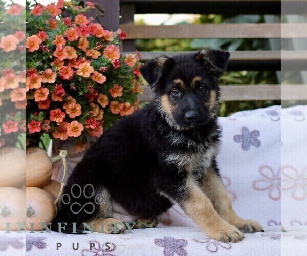 Medium Photo #2 German Shepherd Dog Puppy For Sale in LANCASTER, PA, USA