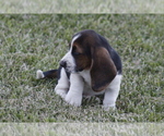 Small Photo #65 Basset Hound Puppy For Sale in MEMPHIS, MO, USA