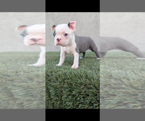 Boston Terrier Puppy for Sale in SAN FERNANDO, California USA