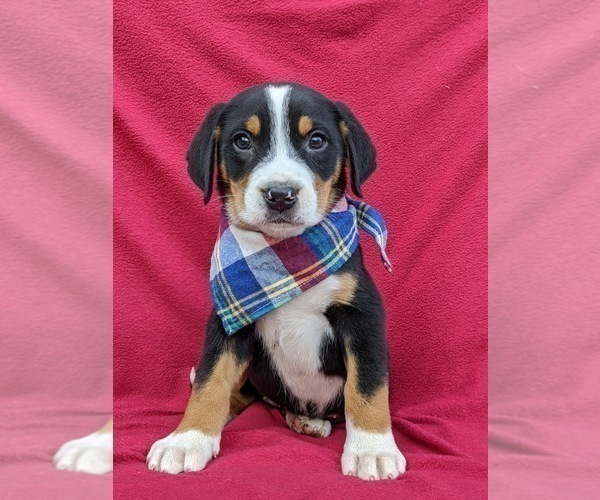 Medium Photo #1 Greater Swiss Mountain Dog Puppy For Sale in AIRVILLE, PA, USA